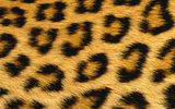 leopard.jpg image by xAmberdevx