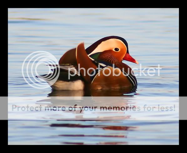 IMAGE: http://i541.photobucket.com/albums/gg368/eddiston/march%202009/026_filtered_sm.jpg