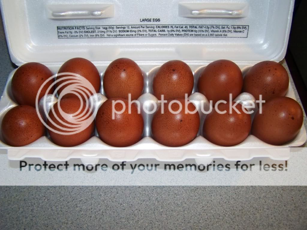 12 Welsummer Hatching eggs Oklahoma *SOLD* BackYard Chickens Learn