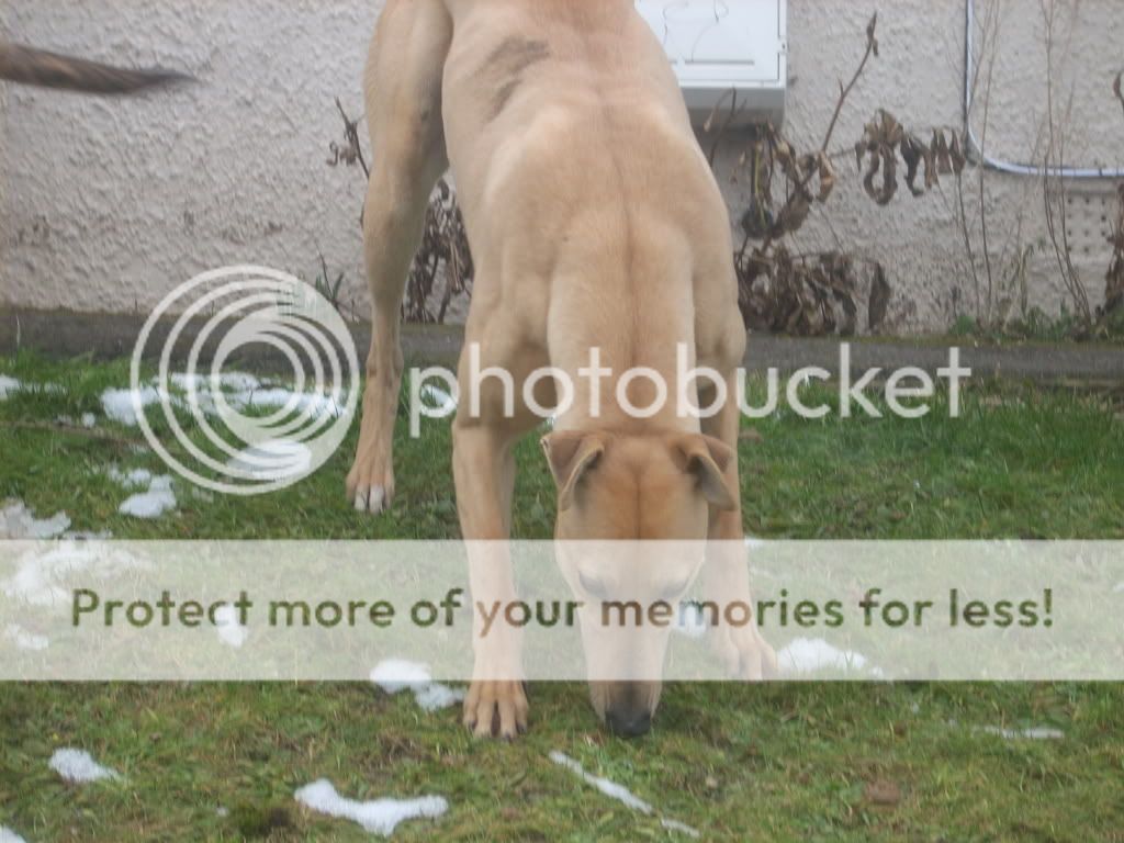 dogs015.jpg