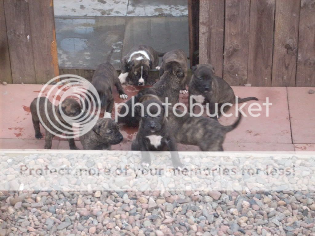dogs226.jpg