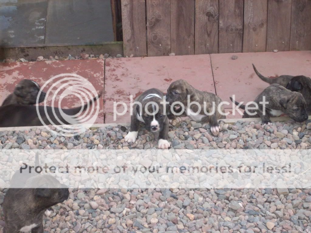 dogs227.jpg