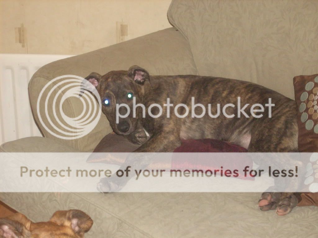 dogs510.jpg