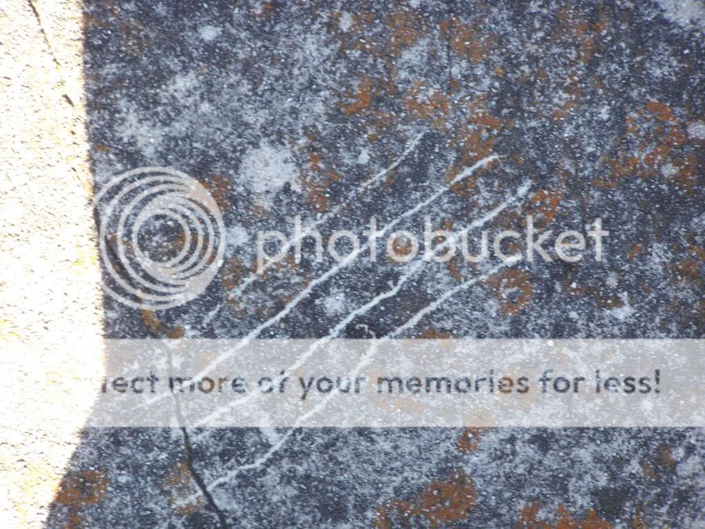 Mountain Lion Scratch Marks! Photo by 49monasterboice Photobucket